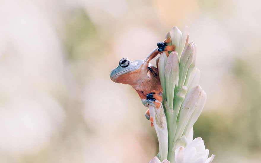 Cute Frog Photography