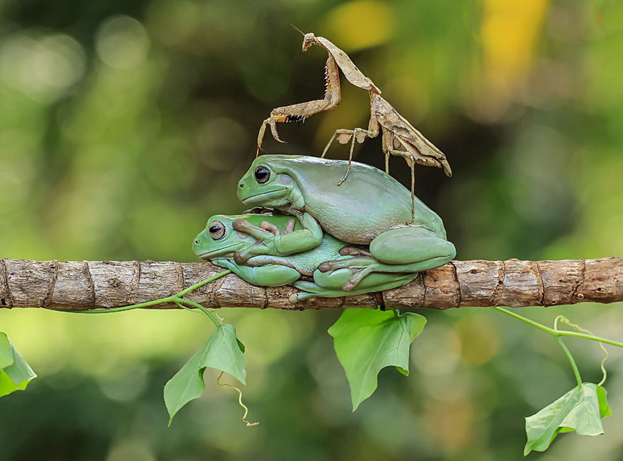 Cute Frog Photography