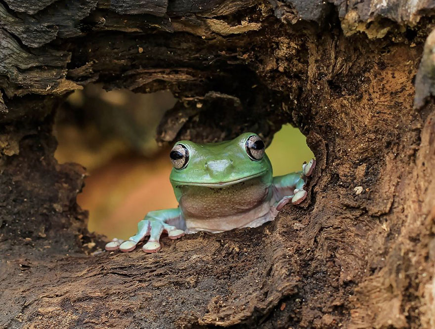 Cute Frog Photography