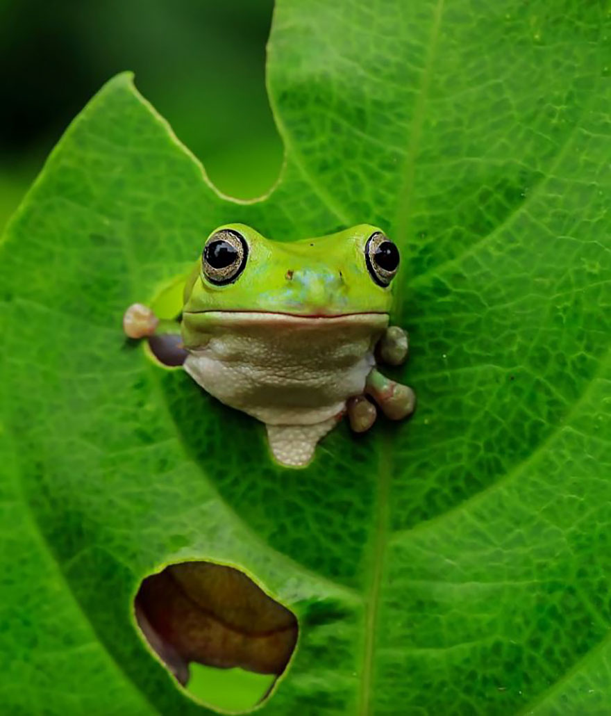 Cute Frog Photography