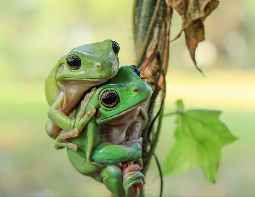 Cute Frog Photography