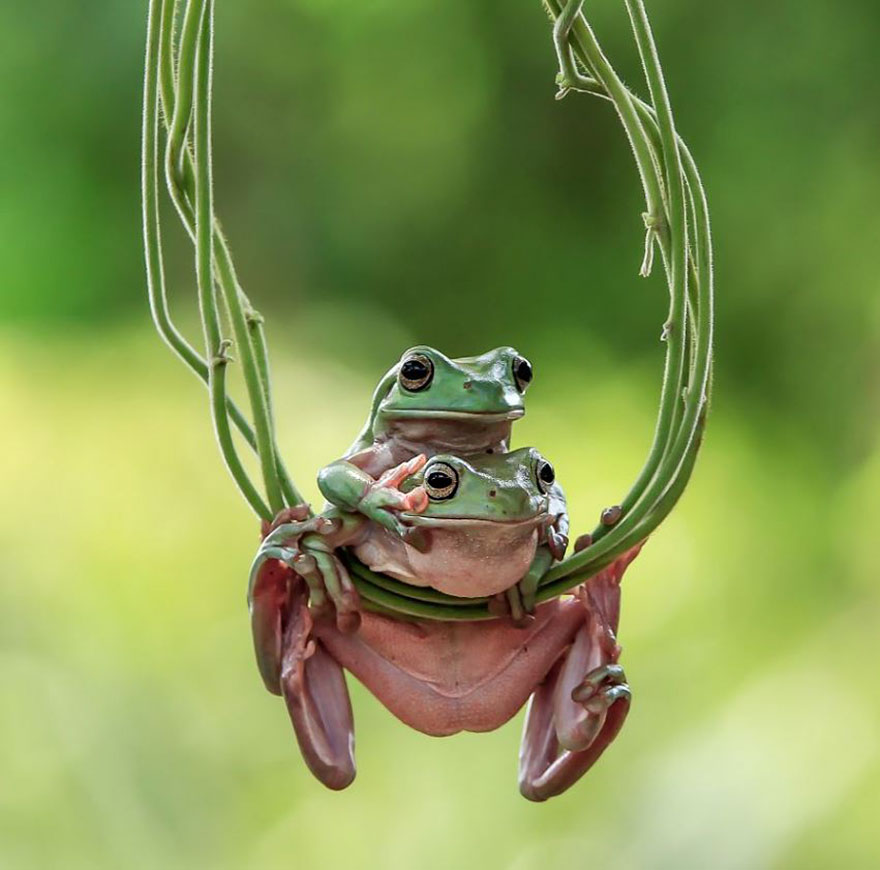 Cute Frog Photography