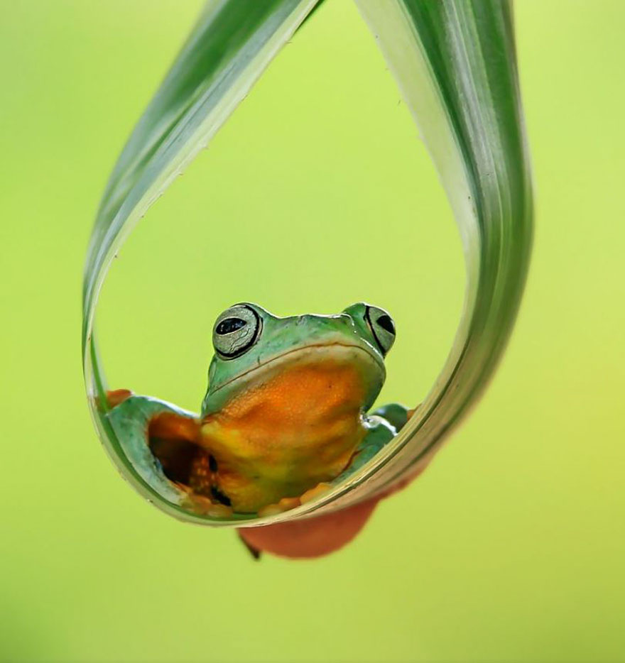 Cute Frog Photography