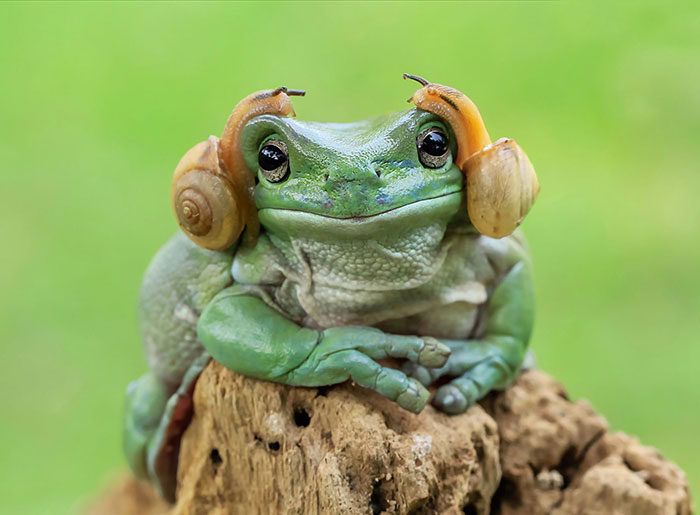 This Photographer Photographs Frogs Like You’ve Never Seen Before (37 Pics)