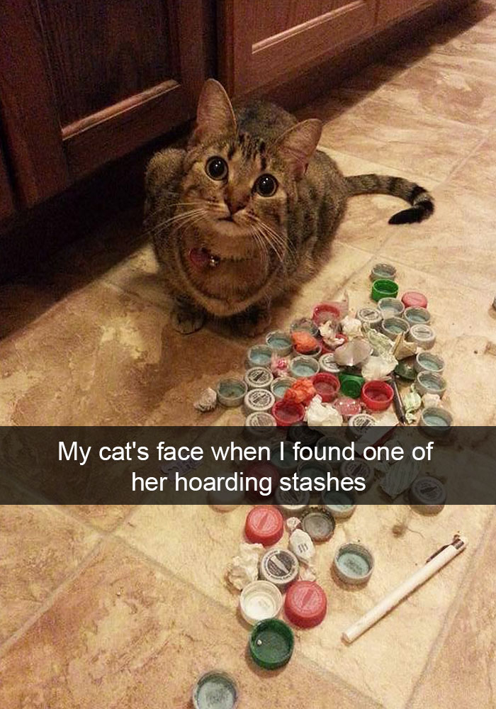 Cat Snap