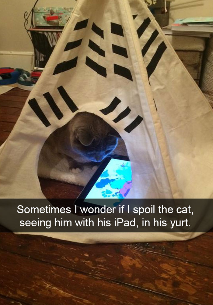 Cat Snap