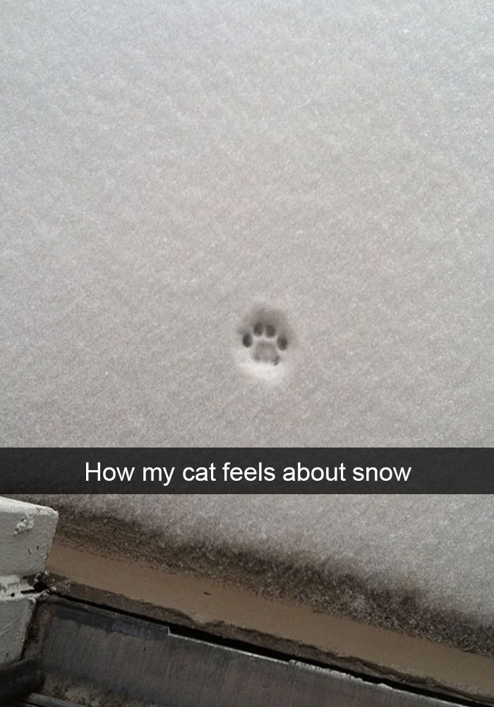Cat Snap