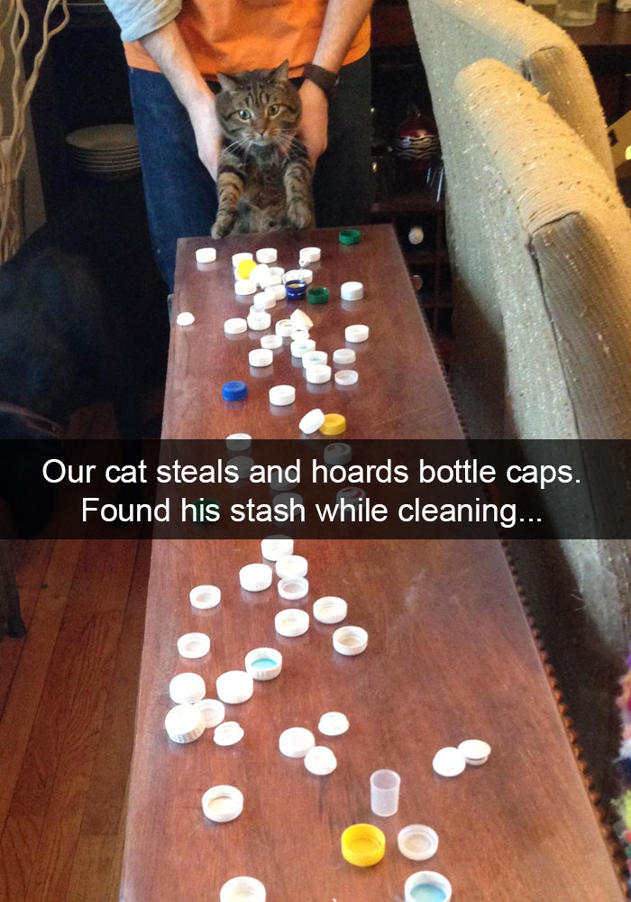 Cat Snap