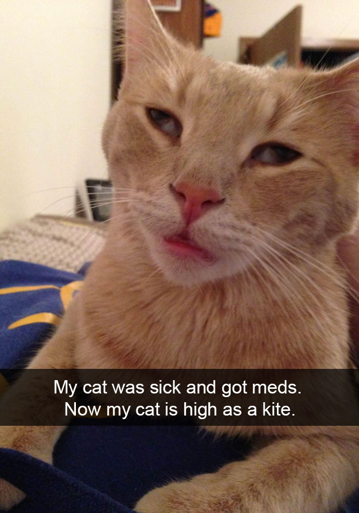 Cat Snap