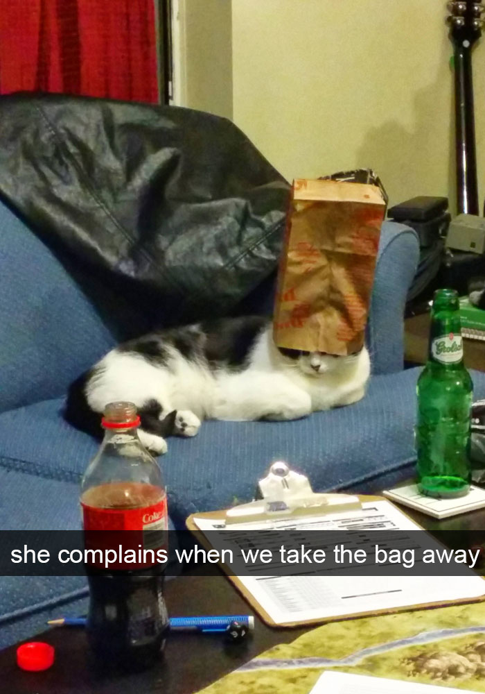 Cat Snap