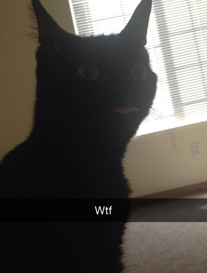 Cat Snap