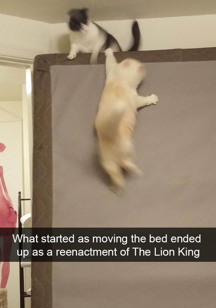 Cat Snap