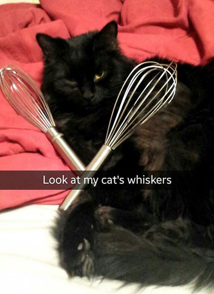 Cat Snap