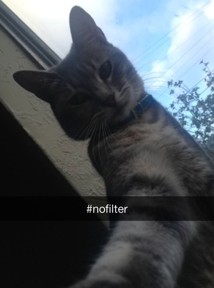 Cat Snap