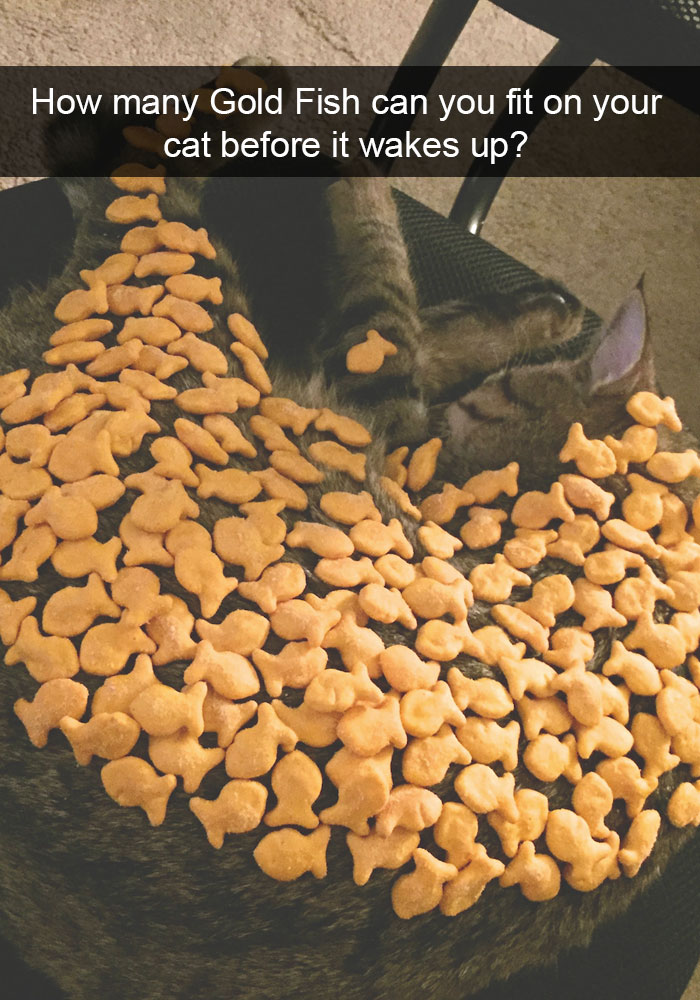 Cat Snap
