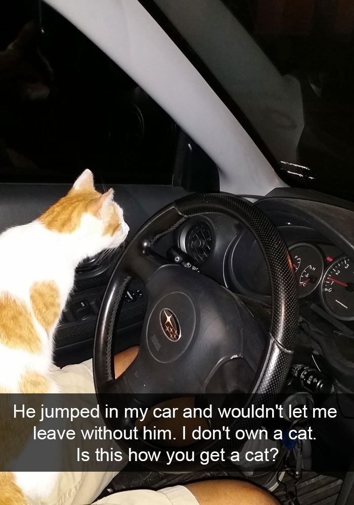 Cat Snap