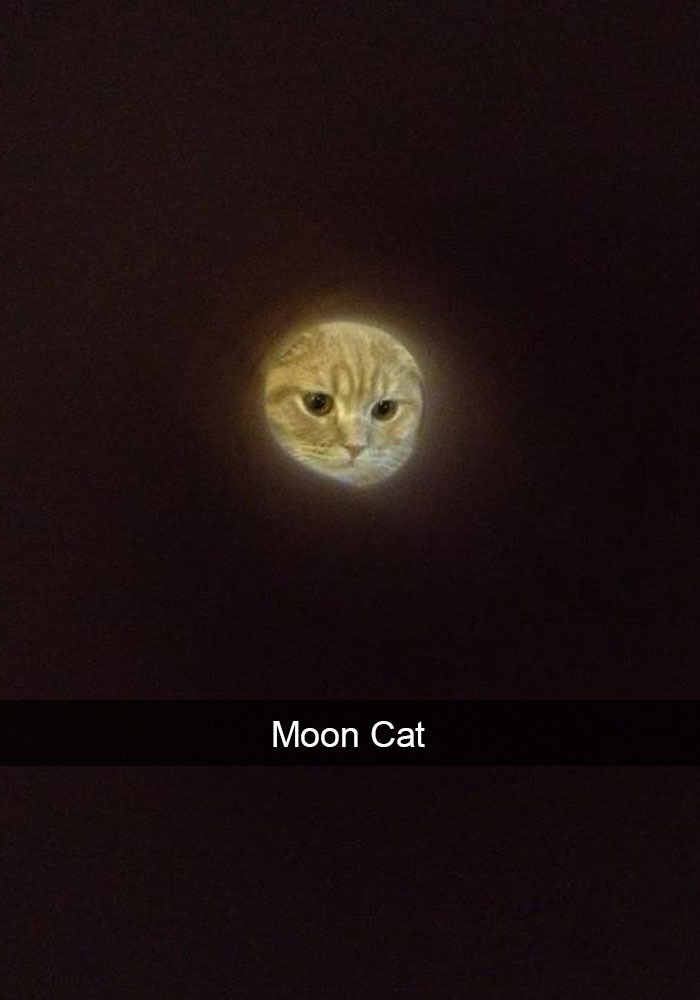 Cat Snap