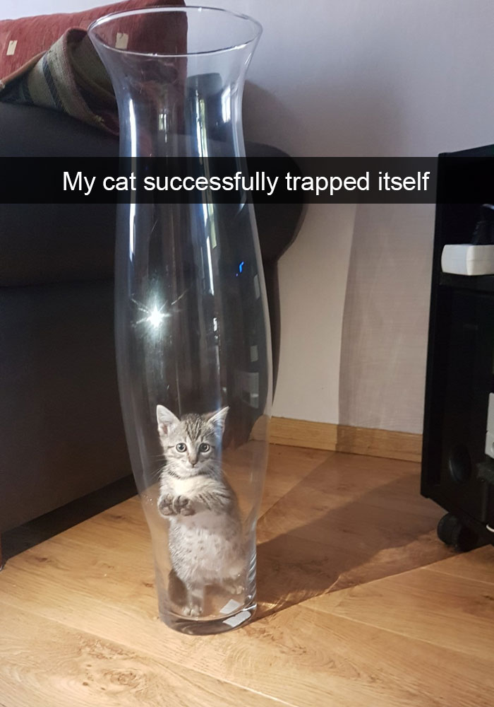 Cat Snap