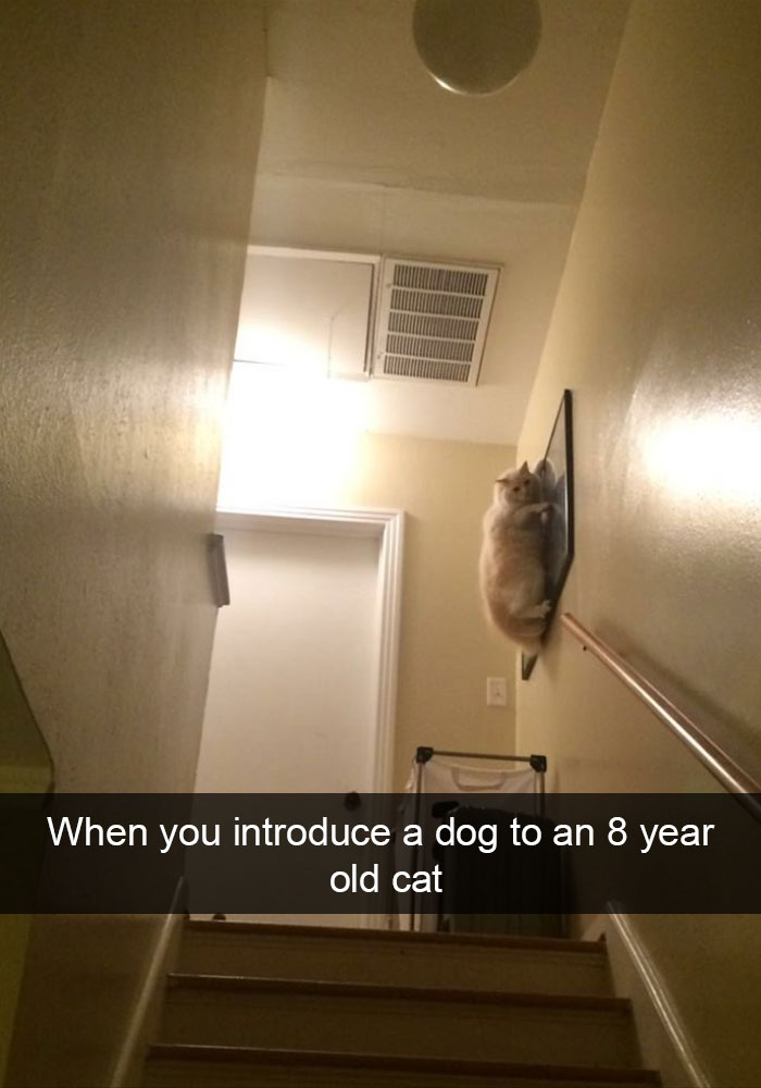 Cat Snap