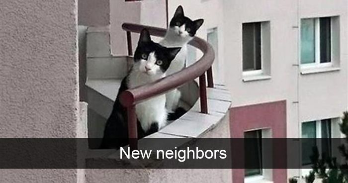 62 Hilarious Cat Snapchats That You Need To See Right Meow