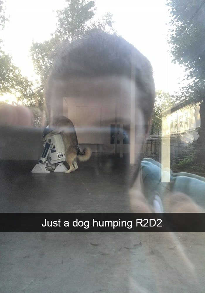Dog Snaps