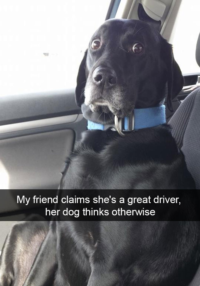 Dog Snaps