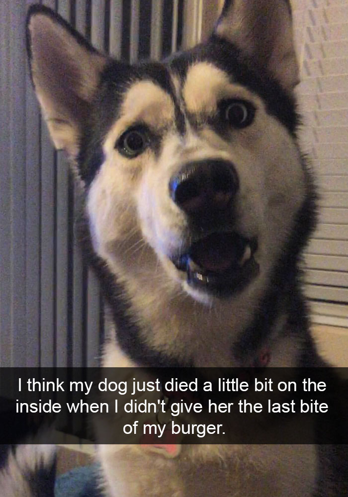 Dog Snaps