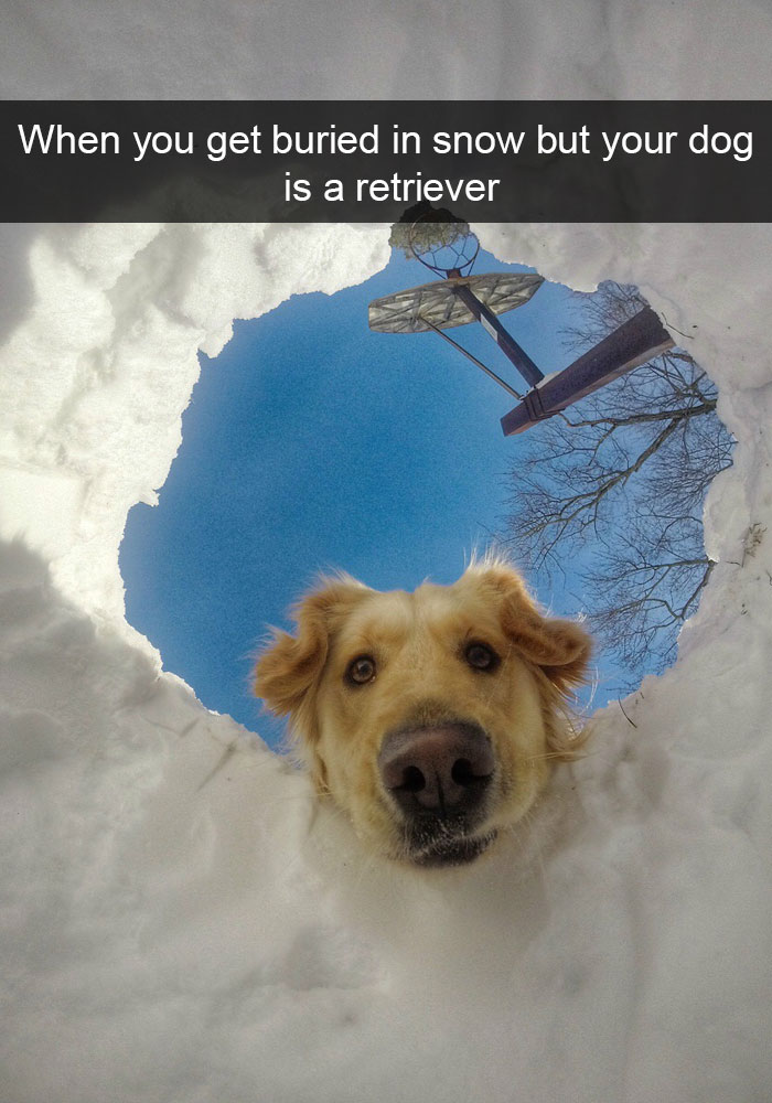 Dog Snaps