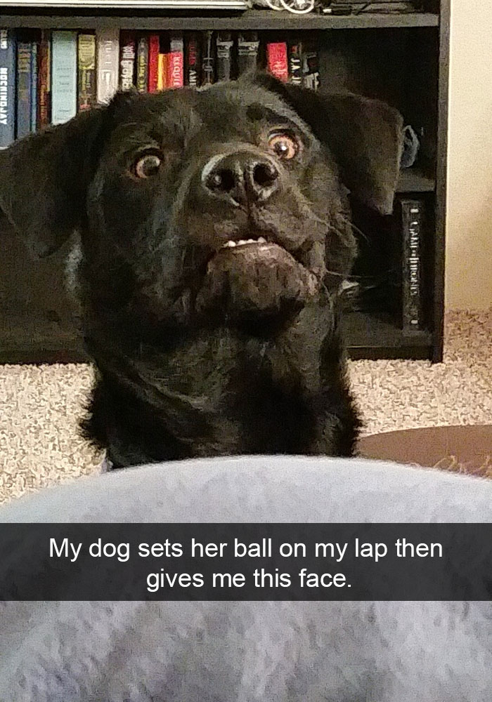 Dog Snaps