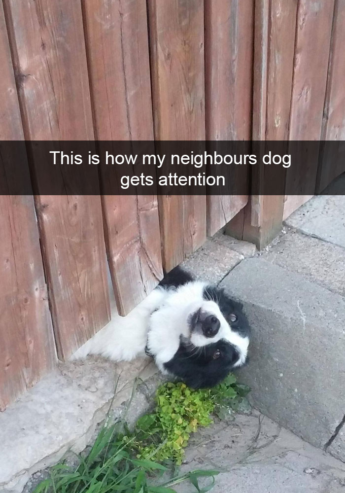 Dog Snaps