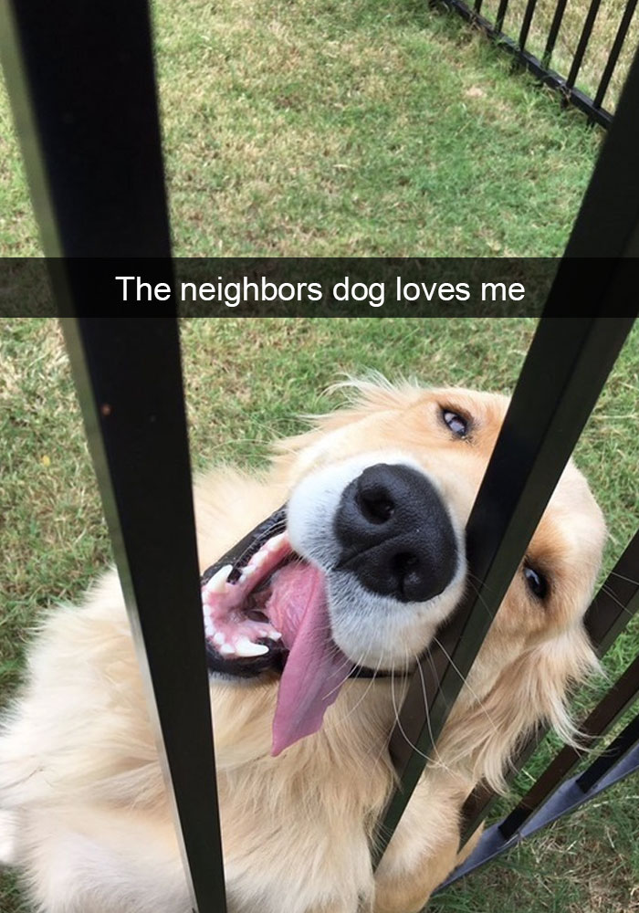 Dog Snaps
