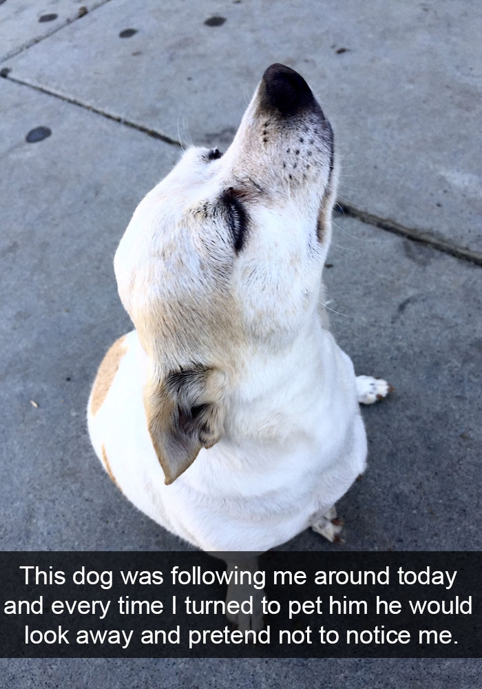 Dog Snaps