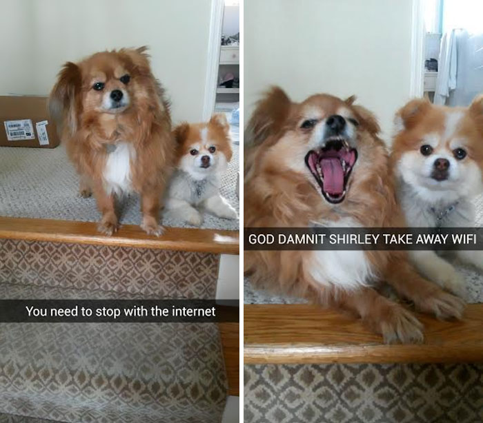 Dog Snaps