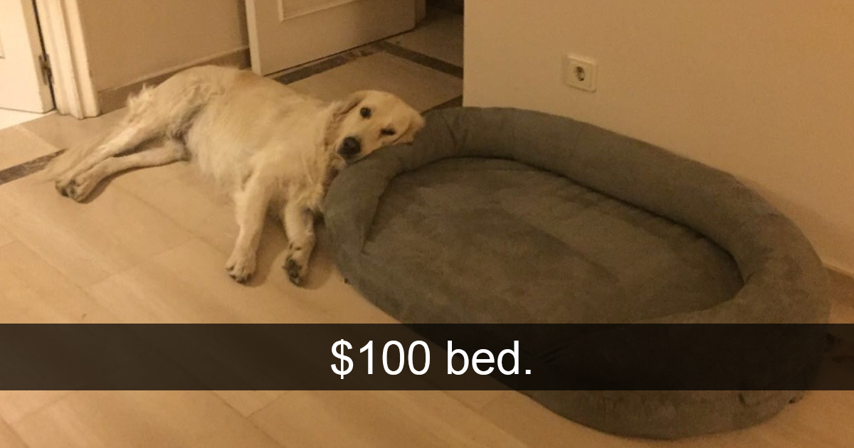 50 Hilarious Dog Snapchats That Are Impawsible Not To Laugh At