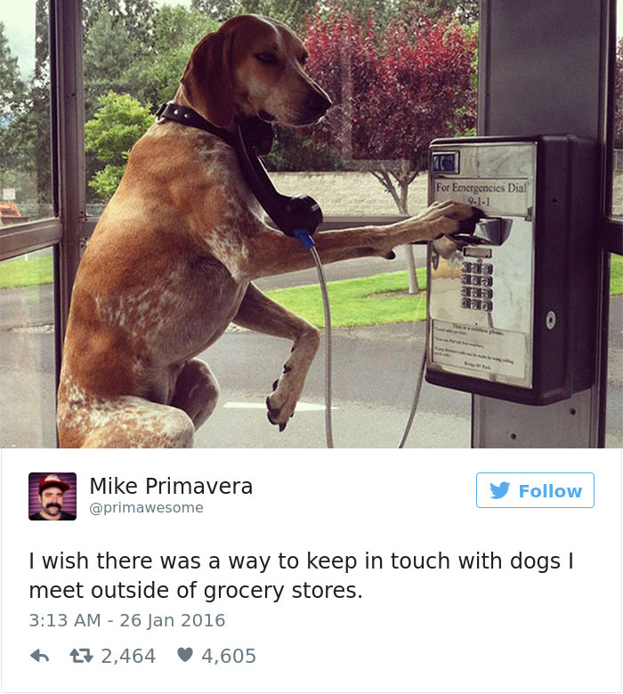 Dog Tweets