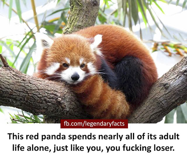 Red Panda Fact