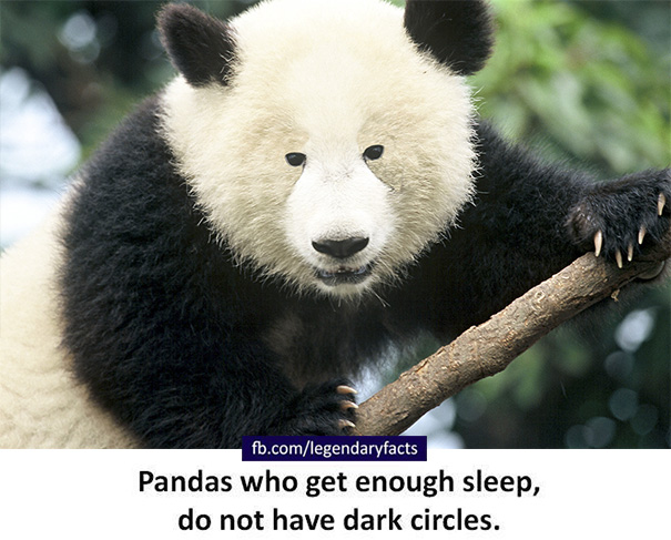 Panda Fact