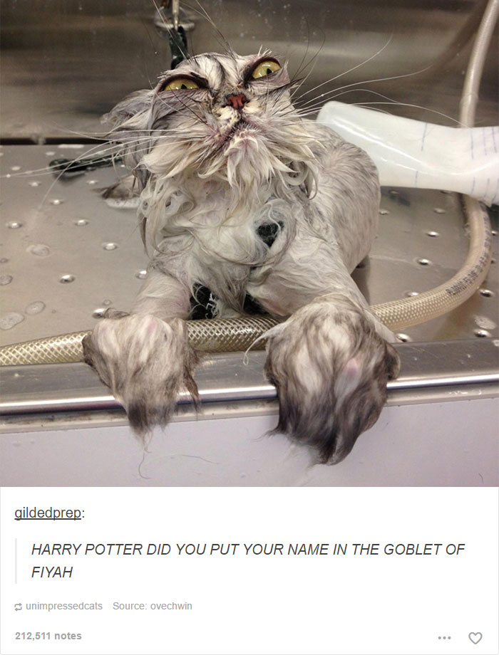 Harry Potter Tumblr