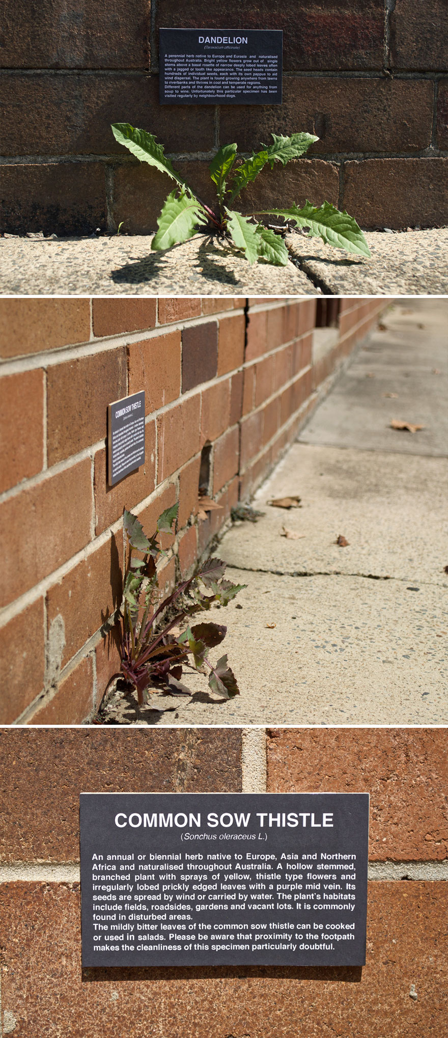 Botanical Plaques For Weeds