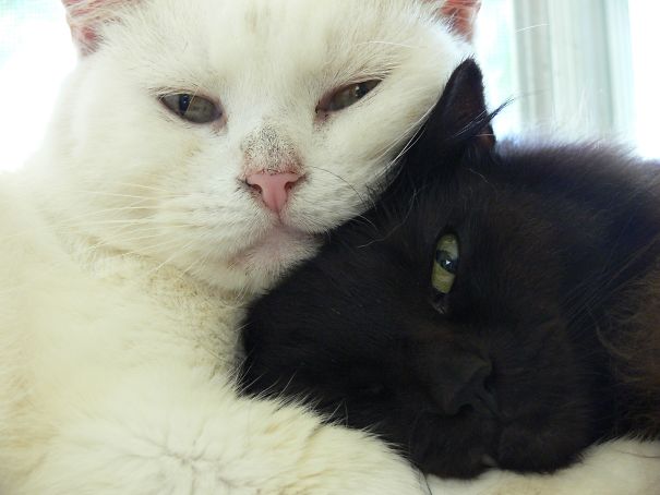 Guust And Otto Happy Together.