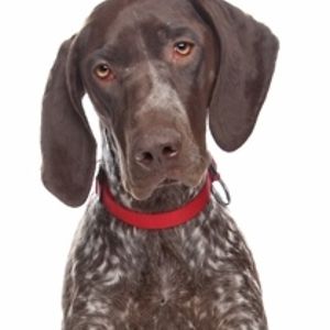 squeaky-deeky avatar