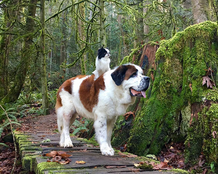 Este perro diminuto usa a un enorme San Bernardo como vehículo por dondequiera que vaya
