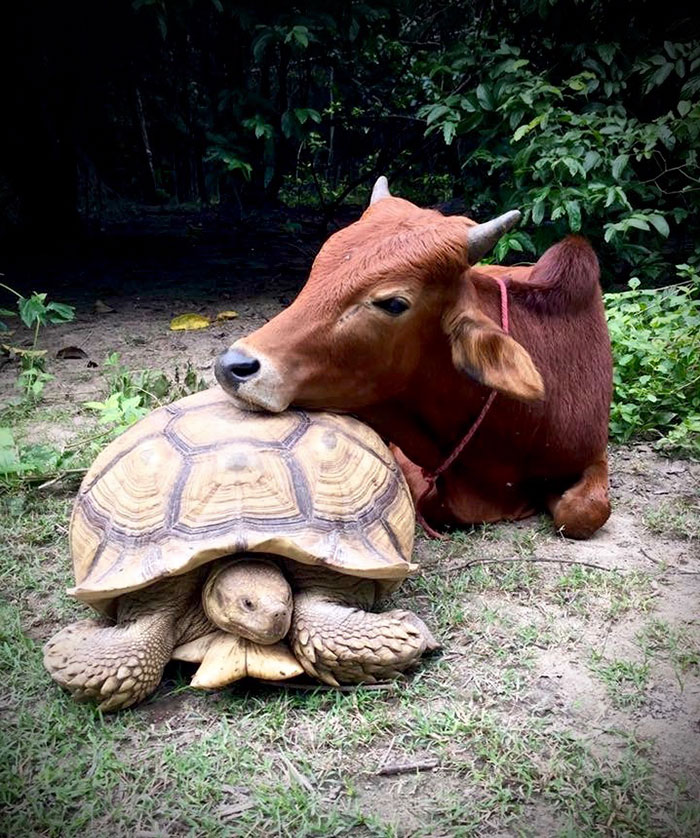 giant-tortoise-baby-cow-friendship-11 giant-tortoise-baby-cow-friendship-11