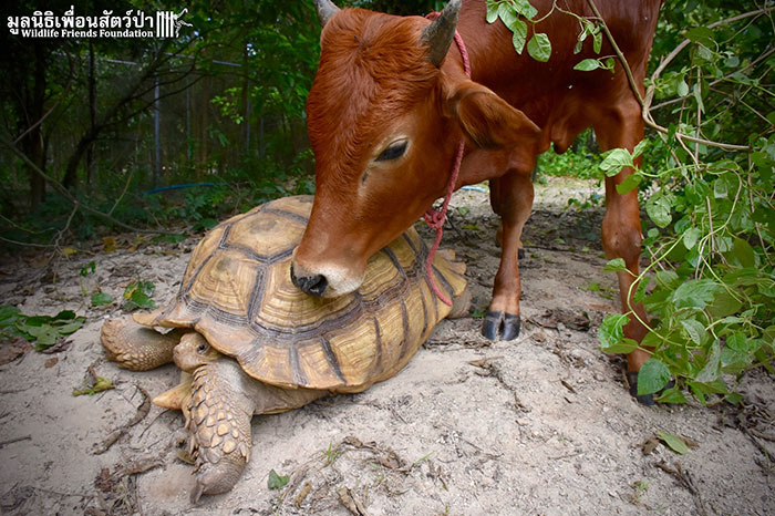 giant-tortoise-baby-cow-friendship-3 giant-tortoise-baby-cow-friendship-3