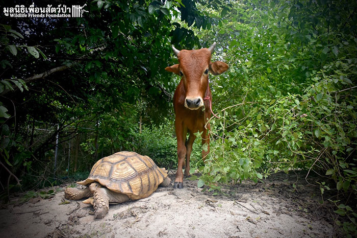 giant-tortoise-baby-cow-friendship-4 giant-tortoise-baby-cow-friendship-4