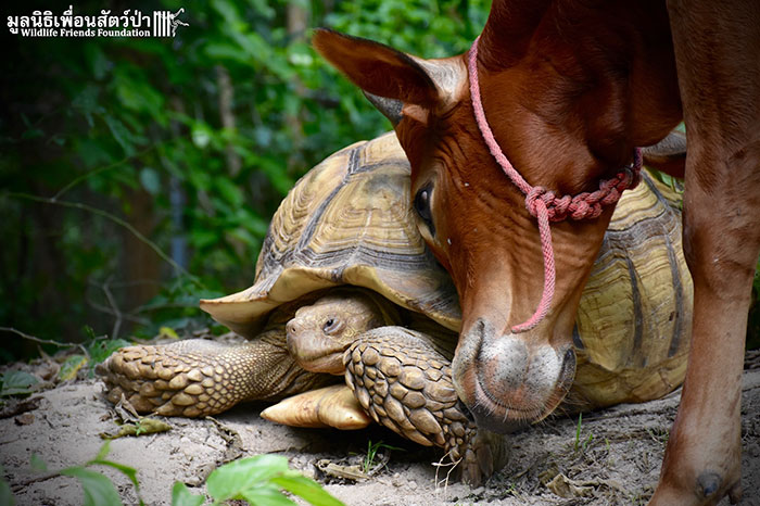giant-tortoise-baby-cow-friendship-7 giant-tortoise-baby-cow-friendship-7