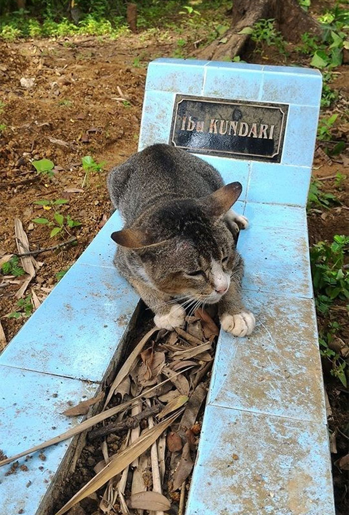 grieving-cat-spends-year-owner-grave-1a grieving-cat-spends-year-owner-grave-1a