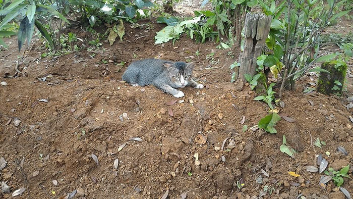 grieving-cat-spends-year-owner-grave-4 grieving-cat-spends-year-owner-grave-4