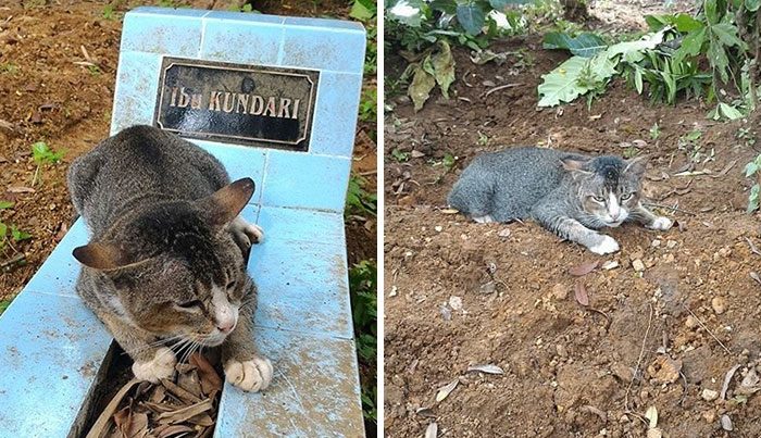 Este gato desconsolado ha pasado 1 año junto a la tumba de su dueña
