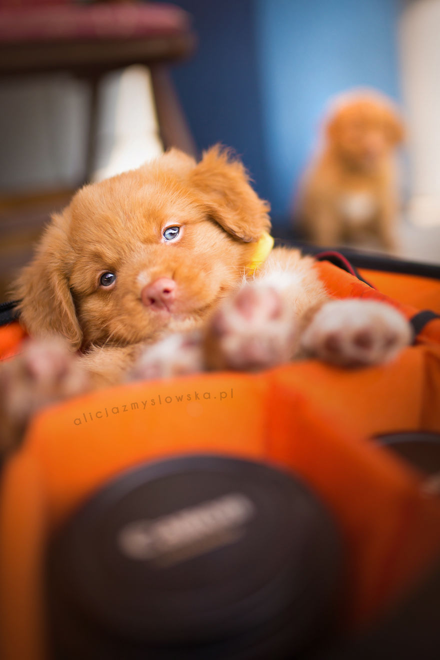 Puppies Decided To Sleep And Have Fun In My Camera Bag